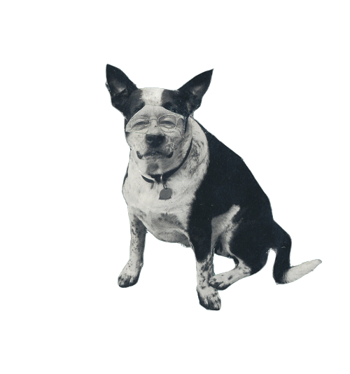 Dark Contraster dog animation